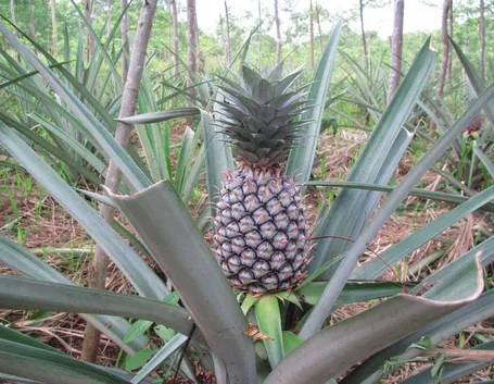 Coltivazione ananas