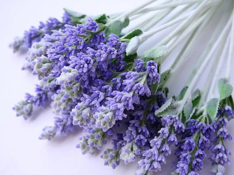 Prodotti lavanda