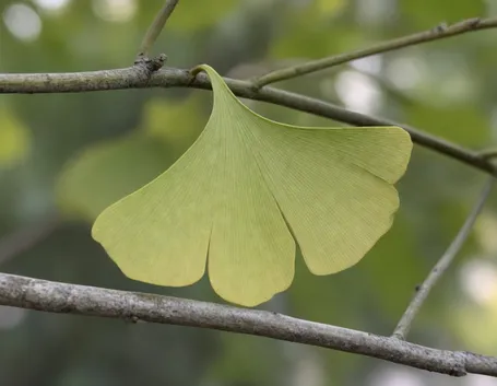 Ginkgo biloba