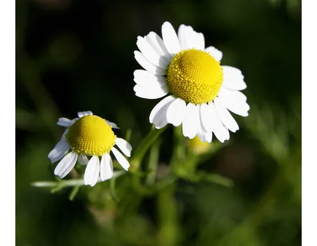 Camomilla